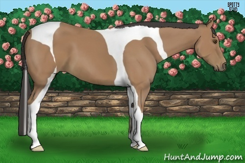 Horse Color:Buckskin Tobiano 