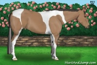 Horse Color:Buckskin Tobiano