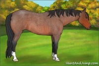 Horse Color:Bay Roan 