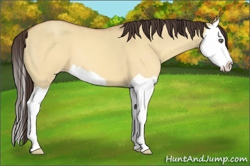 Horse Color:Sable Champagne Dun Splash