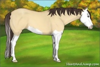 Horse Color:Sable Champagne Dun Splash 
