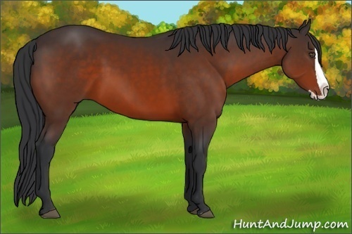 Horse Color:Bay Splash