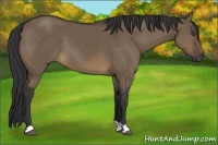 Horse Color:Brown Dun