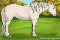 Horse Color:Perlino 