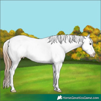Horse Color:Bay Ice Appaloosa 