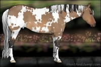 Horse Color:White Spotted Bay Dun