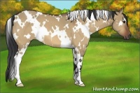 Horse Color:White Spotted Bay Dun