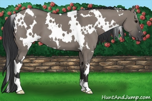 Horse Color:White Spotted Grullo