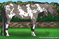 Horse Color:White Spotted Grullo