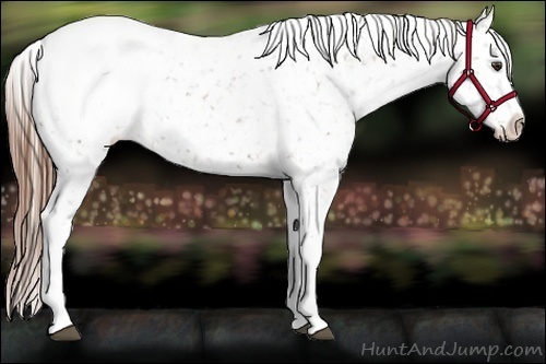 Horse Color:White Spotted Chestnut Appaloosa 