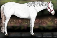 Horse Color:White Spotted Chestnut Appaloosa 
