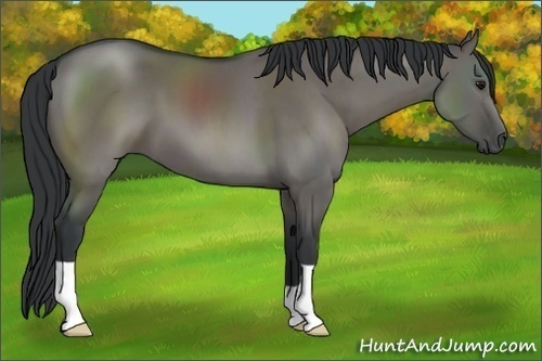 Horse Color:Grullo 