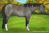 Horse Color:Grullo 