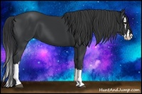 Horse Color:Black Splash