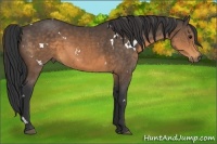 Horse Color:White Spotted Buckskin 