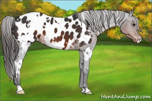 Horse Color:White Spotted Brown Appaloosa