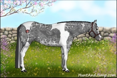 Horse Color:Black Ice Sabino Tobiano 