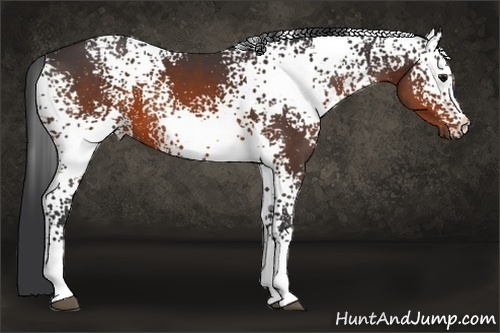 Horse Color:White Spotted Brown 