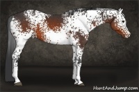 Horse Color:White Spotted Brown
