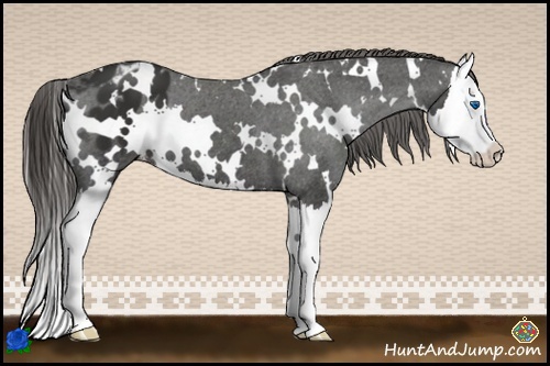 Horse Color:White Spotted Liver Chestnut Splash Appaloosa 