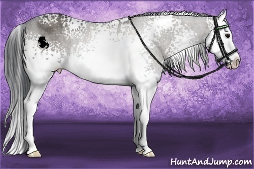 Horse Color:White Spotted Grullo Splash Rabicano 
