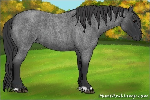 Horse Color:Blue Roan