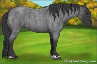 Horse Color:Blue Roan