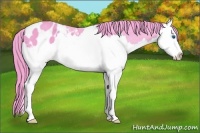 Horse Color:Watercolor White Spotted Buckskin Splash Blanket 