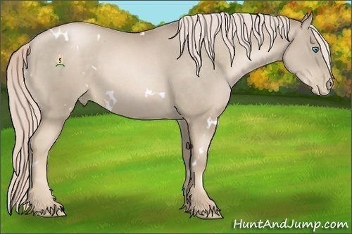 Horse Color:White Spotted Chocolate Palomino Pearl Sabino 