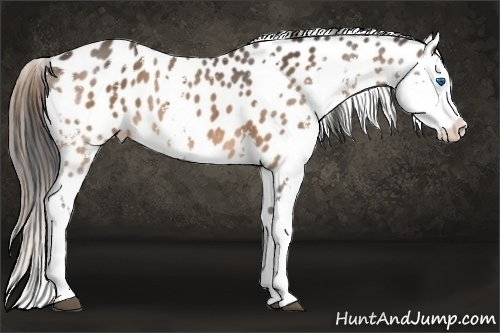 Horse Color:Bay Sabino Splash Leopard Rabicano 