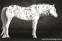 Horse Color:Bay Sabino Splash Appaloosa Rabicano