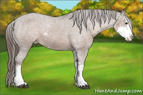 Horse Color:Liver Chestnut Sabino Appaloosa 