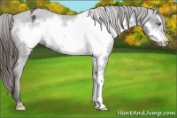 Horse Color:Liver Chestnut Frame Appaloosa Rabicano 