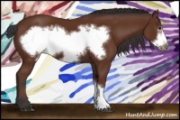 Horse Color:Bay Frame 