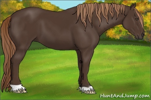 Horse Color:Liver Chestnut 