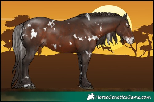 Horse Color:White Spotted Liver Chestnut Sabino 