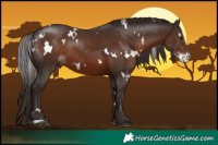Horse Color:White Spotted Liver Chestnut Sabino 