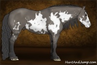 Horse Color:White Spotted Smoky Grullo Frame 