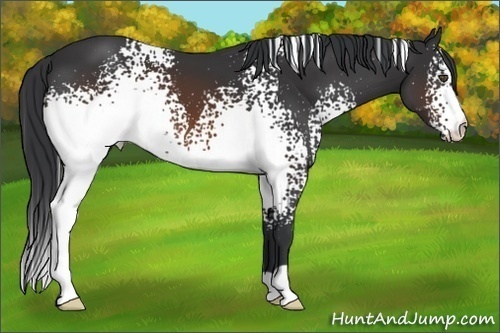 Horse Color:White Spotted Brown