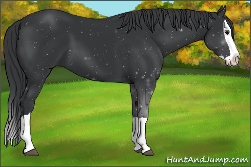 Horse Color:Black Splash 