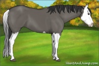 Horse Color:Grullo Splash