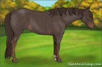 Horse Color:Liver Red Roan 