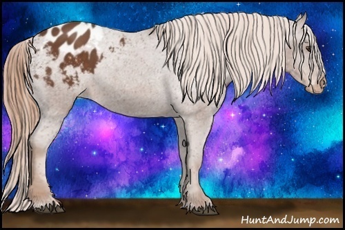Horse Color:Chestnut Appaloosa 