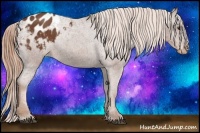 Horse Color:Chestnut Appaloosa