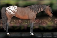 Horse Color:Bay Appaloosa 