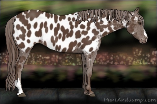 Horse Color:Liver Chestnut Appaloosa 
