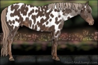 Horse Color:Liver Chestnut Near Leopard