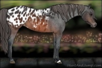 Horse Color:Brown Appaloosa 