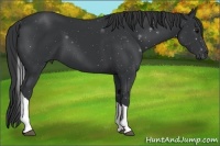 Horse Color:Black Tobiano Rabicano