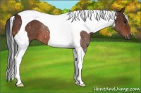 Horse Color:Bay Tobiano 